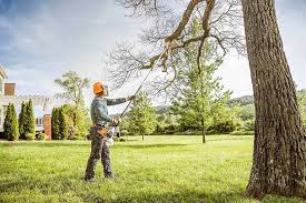 Best Emergency Tree Removal  in Winter Springs, FL